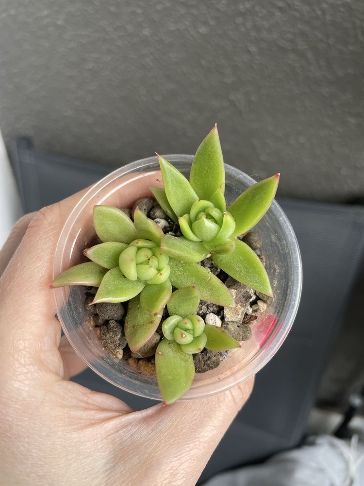 Echeveria Miranda sukulent