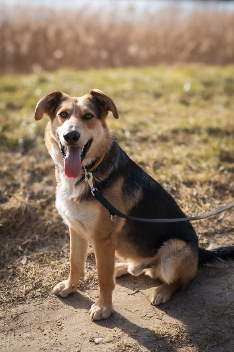 Harry – dżentelmen na czterech łapach szuka domu! 

Poznajcie Harry’eg
