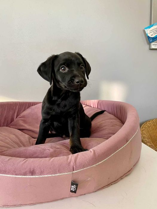 BUTEK pies adopcja szczeniak kochany wesoły