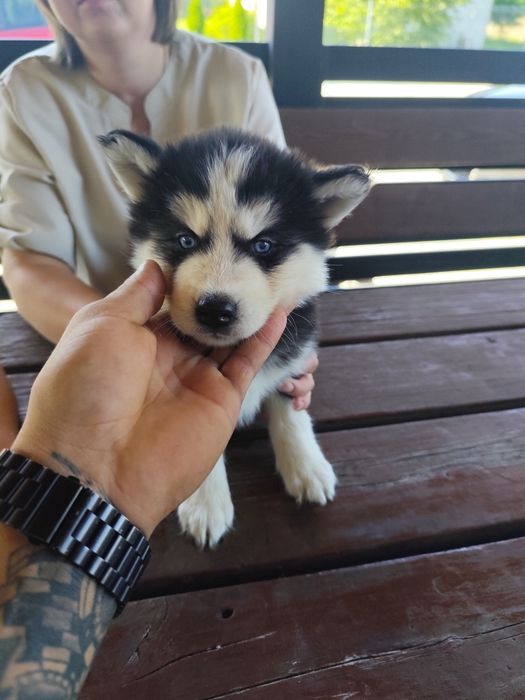 Śliczna suczka Syberian Husky