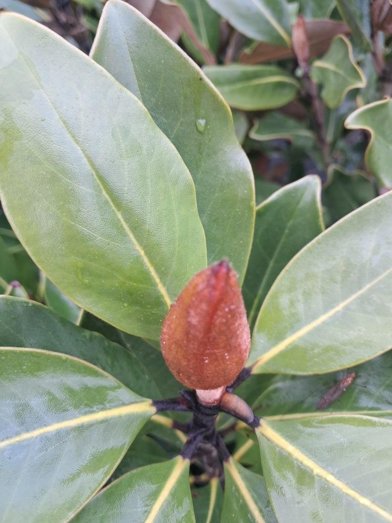 Magnolia zimozielona grandiflora Little Gem