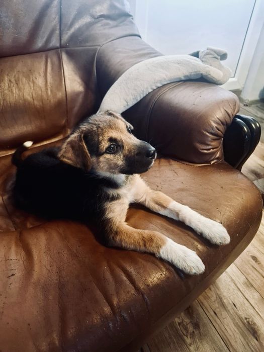 Prawdziwa Bajka do adopcji