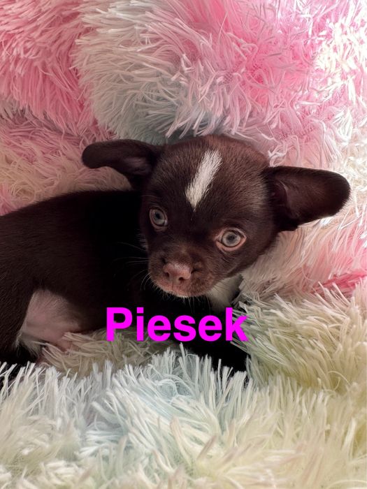 Chihuahua piesek