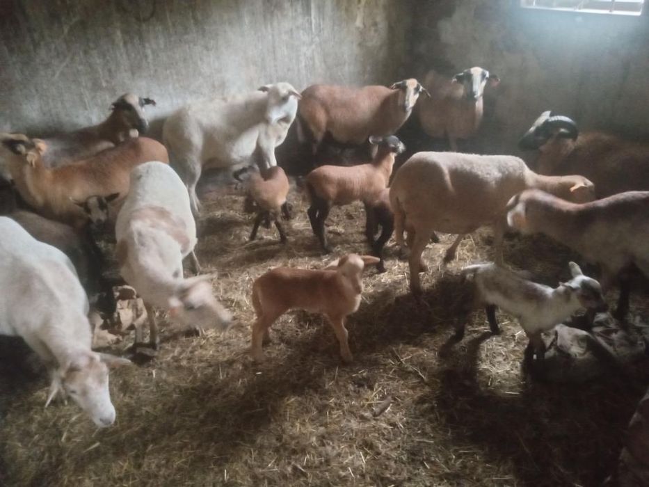 Sprzedam baranice kameruńskie z młodymi