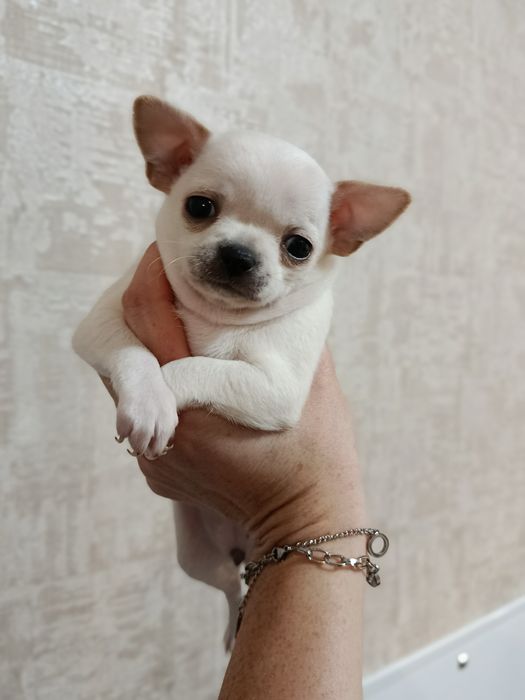 Чіхуахуа коббі щенки чихуахуа