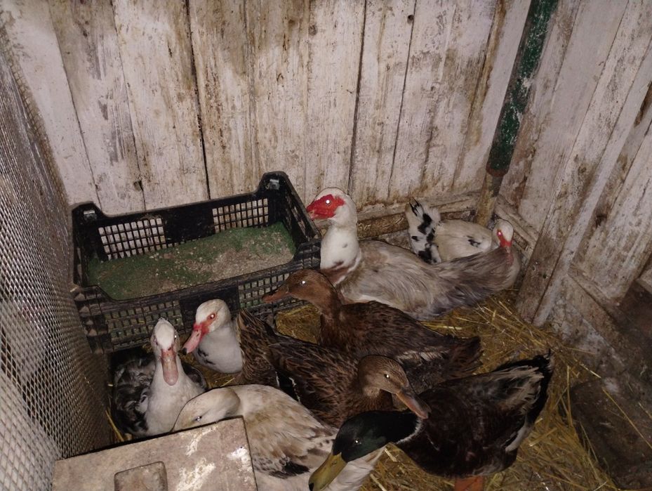 Sprzedam kaczki Francuskie