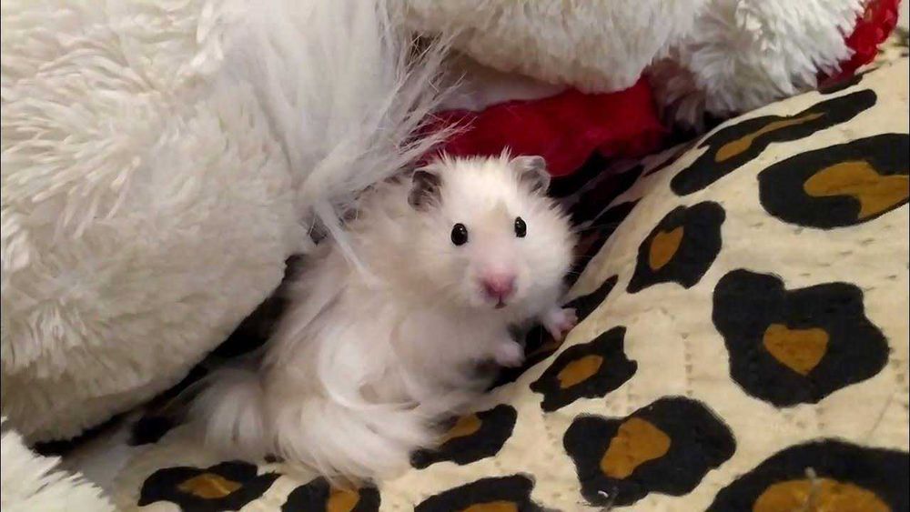 Роскошные королевские ангорские хомячки, белоснежного окраса, хомяки