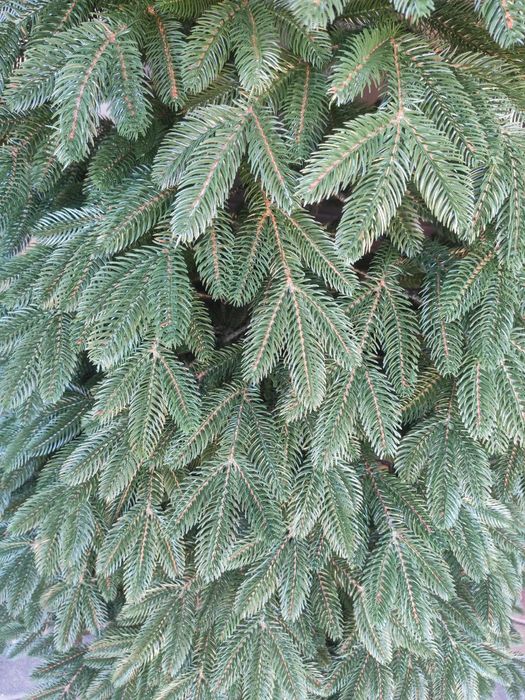 Лита ялинка Ковалівська, Штучна ялинка, Ялинка Ковалівська преміум