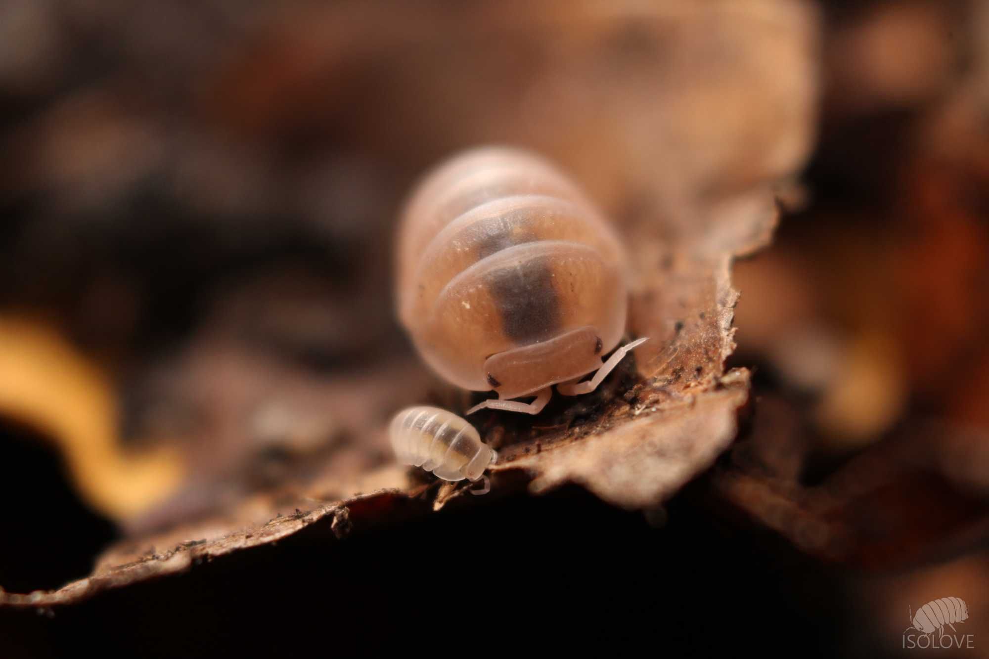 Cubaris murina "papaya", little sea isopods, RÓŻOWE równonogi