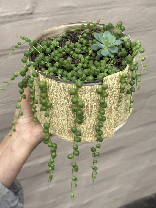 Вазон, крестовник, хрестовик Роули