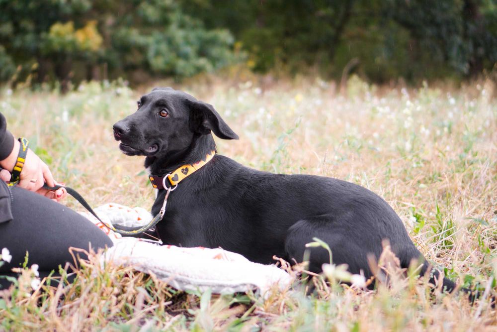 1,5 roczna Kamala szuka domu!