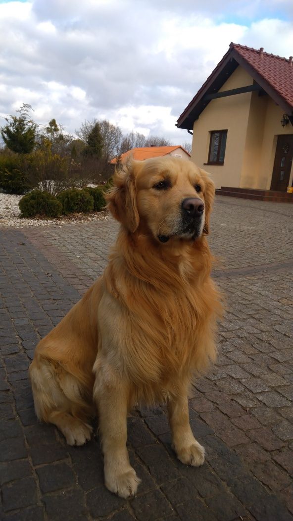 Golden retriever REPRODUKTOR