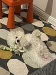 Bichon Frise trójka  hodowlana ZKwP