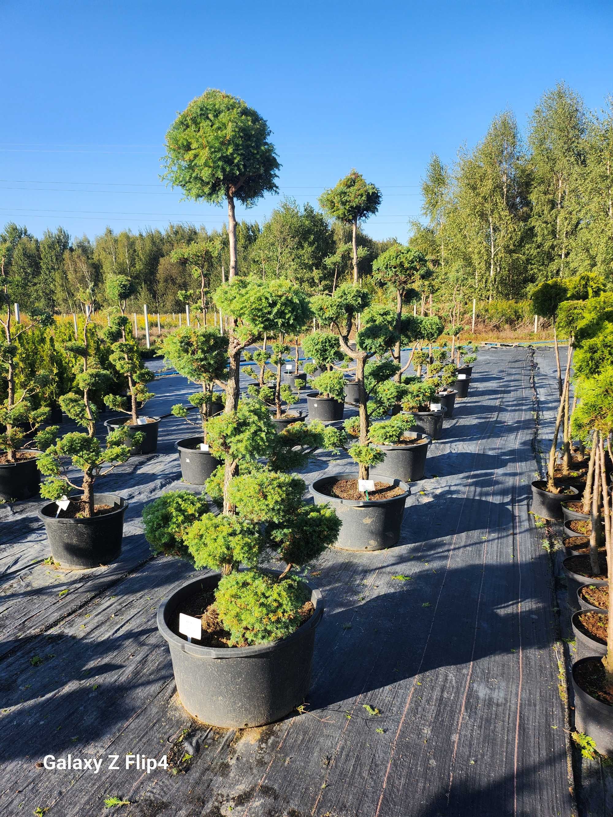 Bonsai drzewo formowane , cyprys