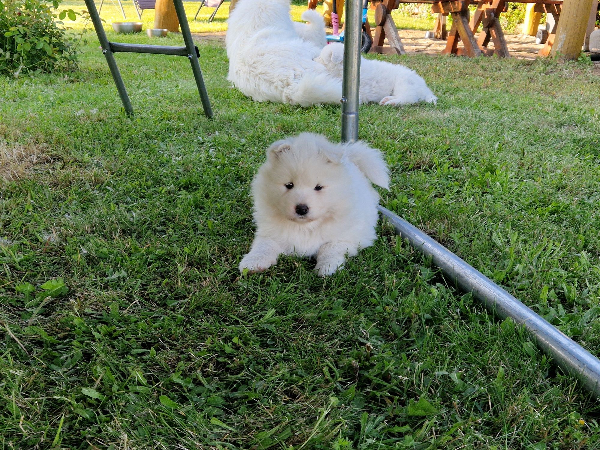 Samoyed gotowy do odbioru z rodowodem