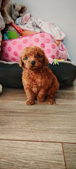 Pudel toy Red redbrown Red brown