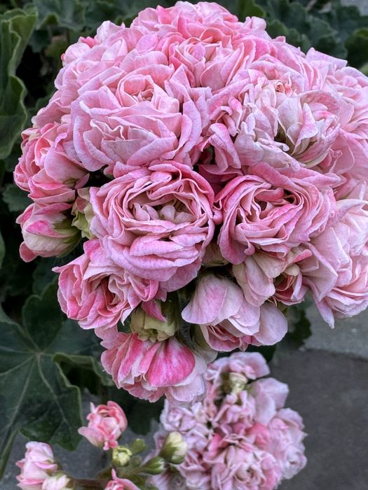 Пеларгония Грація  Ред Хот Чілі Перерс, Грація Вівальді