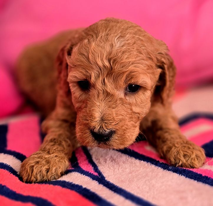 Piesek goldendoodle standard