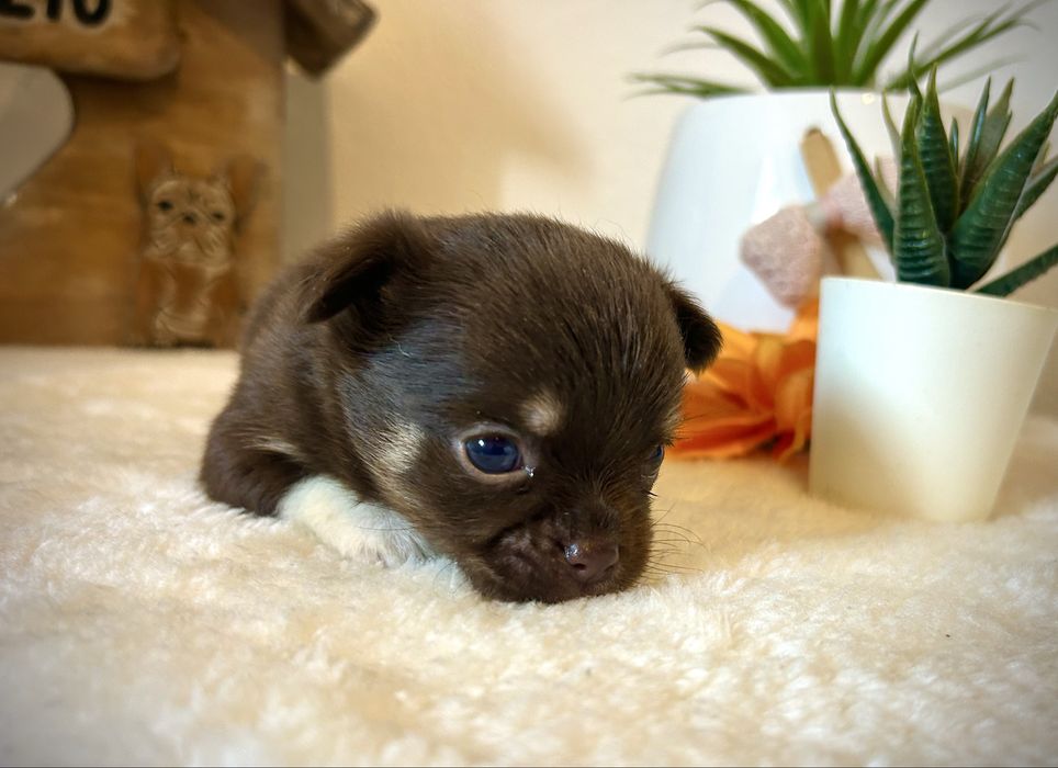 Menino chihuahua chocolate semi pelo