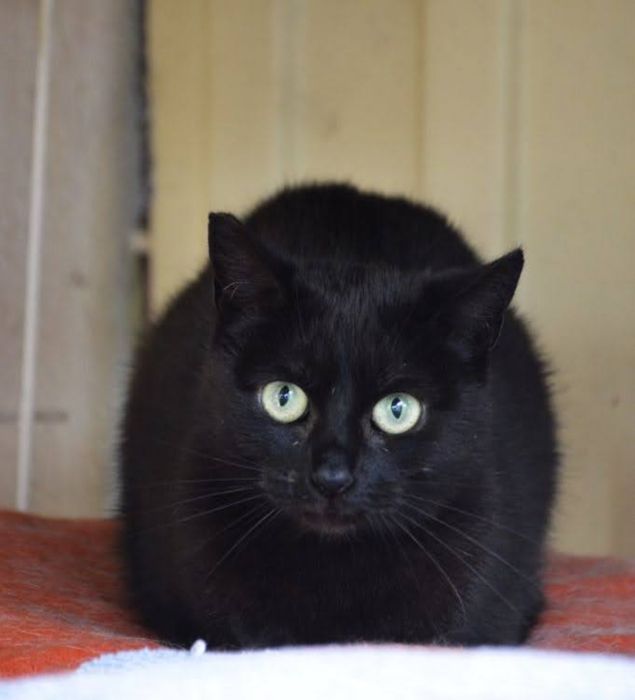 Laika od 5 lat szuka domu