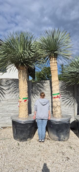 Yucca rostrata.  Trachycarpus fortunei.  Palma mrozoodporna