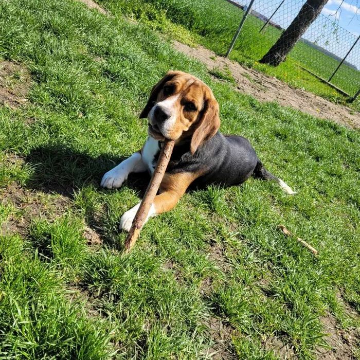 Beagle tricolor "FADO"