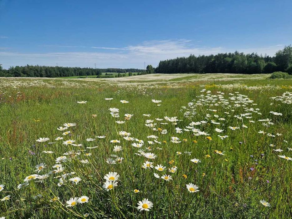 Działka budowlana Kozia Góra