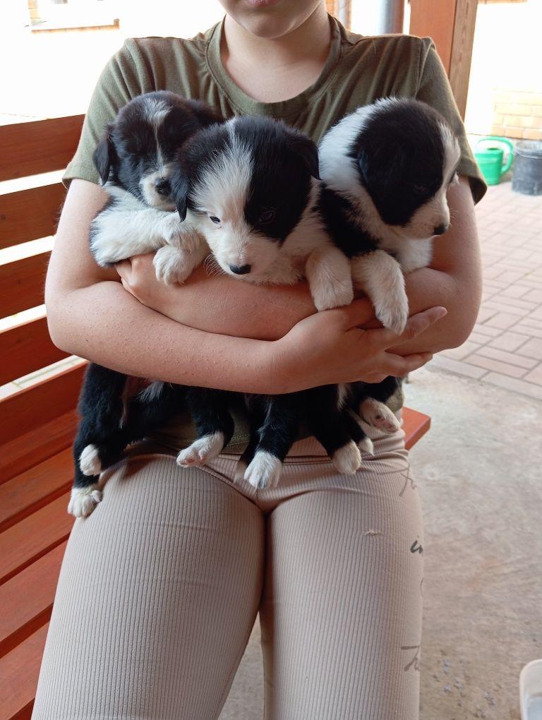 Suczka border collie