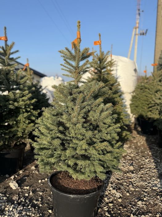 Ялинки живі в горщику Кейбаб,Новорічні Ялинки