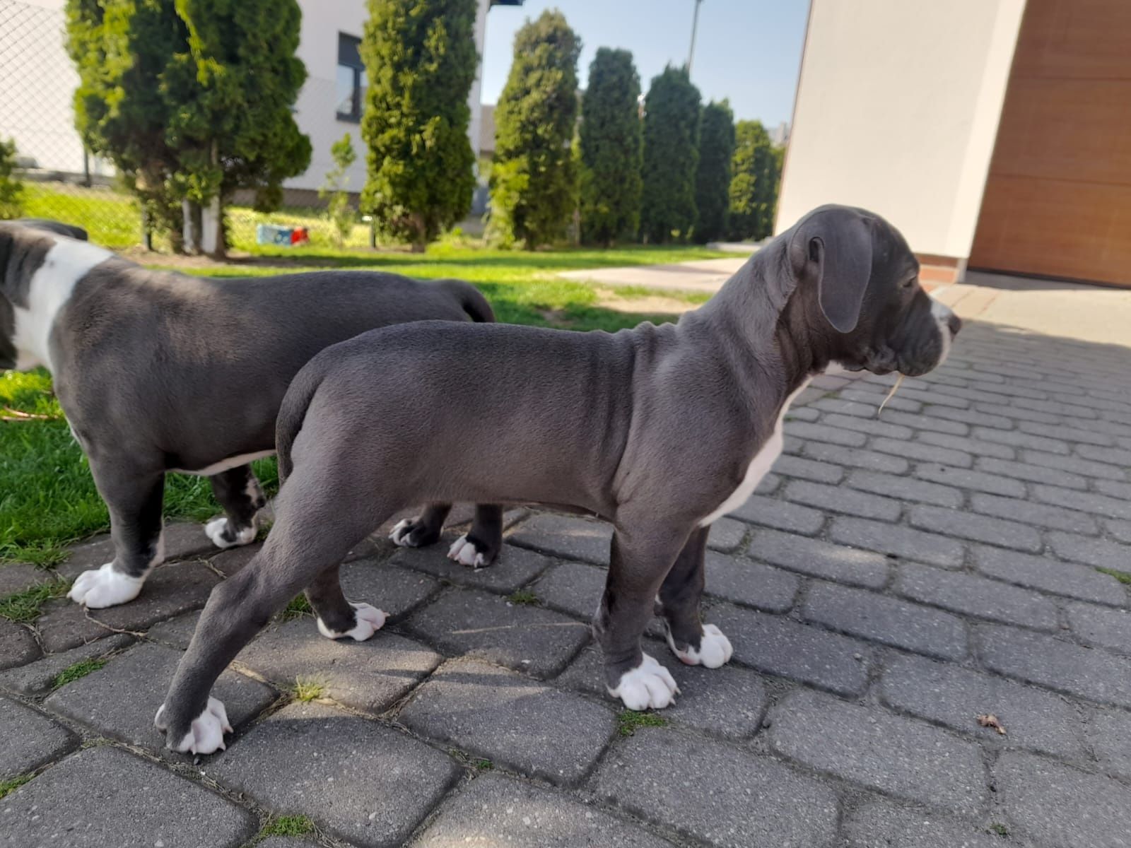 Amstaff American Staffordshire Terrier