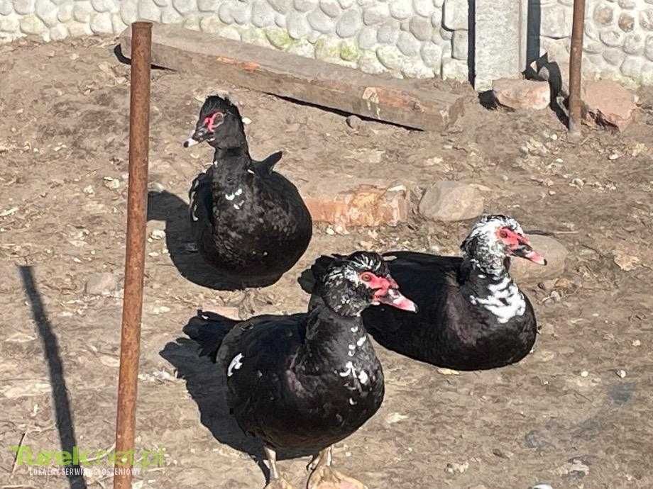 Patos mudos jovens