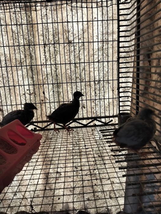 Aves Mandarins várias cores