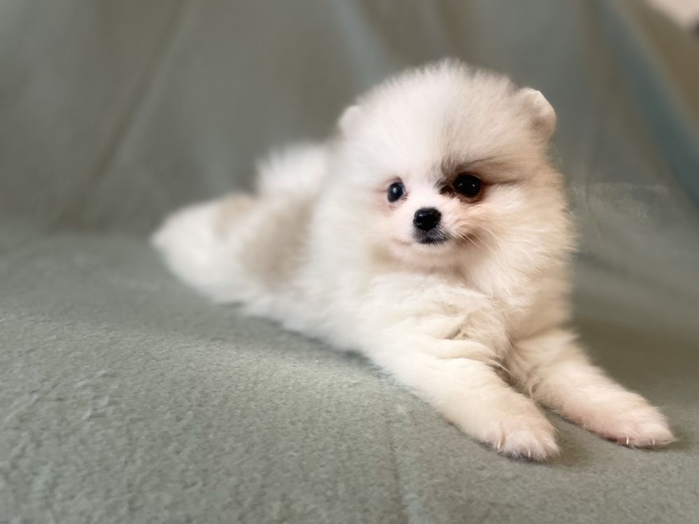 Pomeranianki suczka mini mini