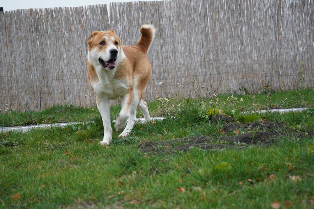 Owczarek środkowoazjatycki suka