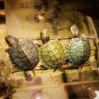 Червоновуха черепаха, красноухая черепашка, рептилія, рептилия