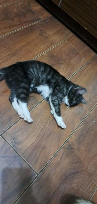 oddam pieknego kocurka