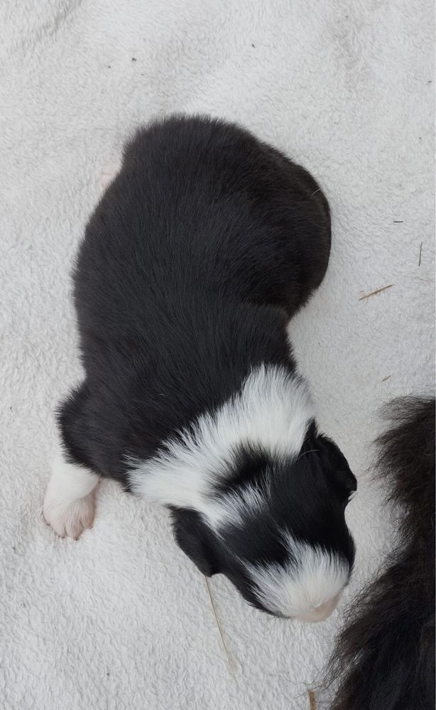 Negra cudna sunia border collie 3 tygodnie FCI ZKwP
