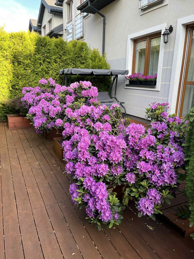 Rododendron rododendrony 12 - letnie różanecznik