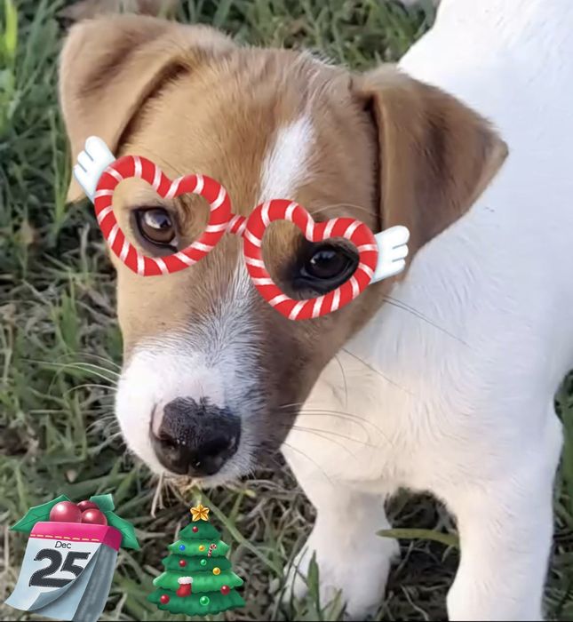 Jack Russell Terrier com Pedigree e Afixo