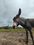 Burro inteiro manso, meigo e educado