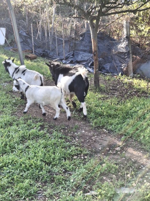 Vendo Cabras anãs