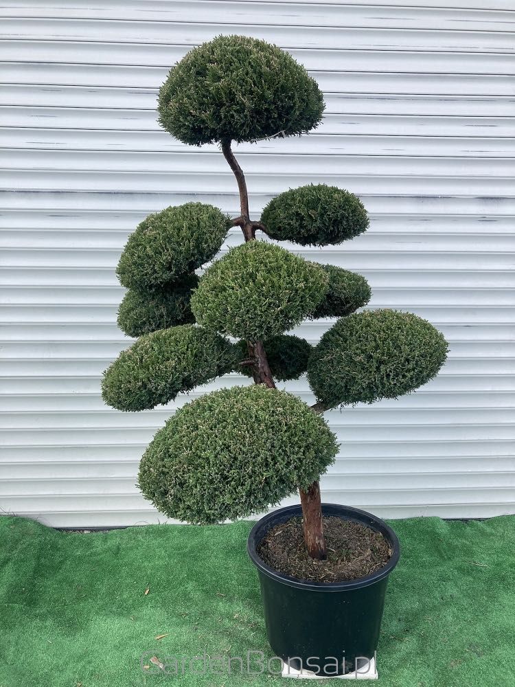 Doniczka z Bonsai z Jałowca pośredniego "Mint Julep" - 150 cm