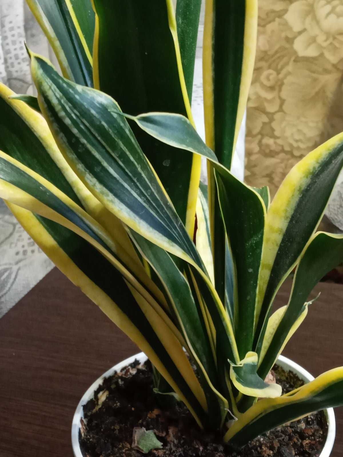 Комнатные растения Sansevieria \тещин язык\.