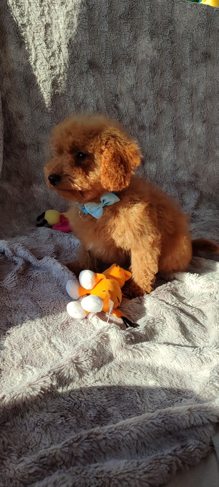 Cavapoo f1b Red cavalier pudel cavapoo