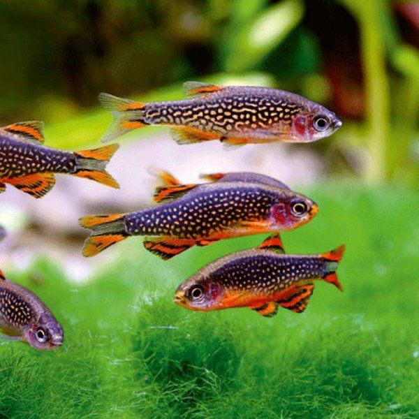 Danio Margaritatus Rasbora Galaxy Niebiański Perłowy