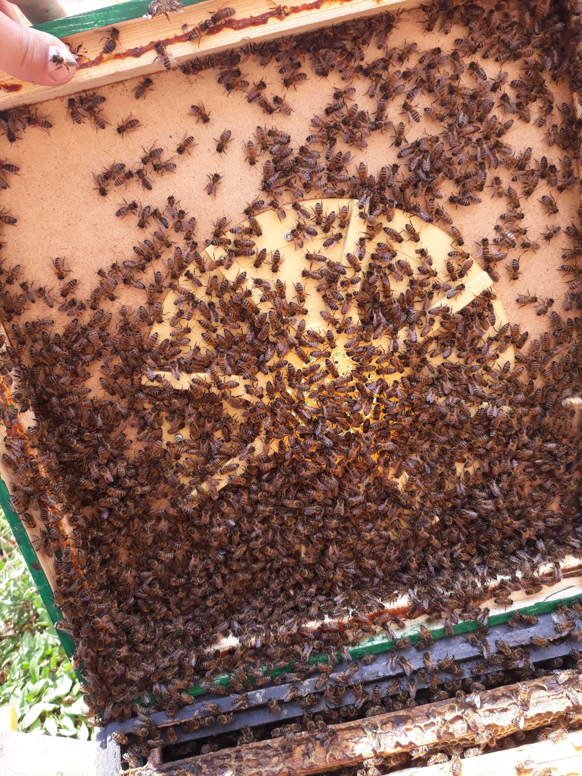 Rodziny pszczele 10-12 ramek krainka, r.wlkp, Ule, pasieka.