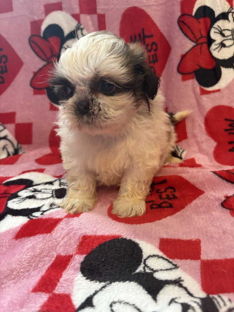 Shih tzu miniaturka suczka do odbioru