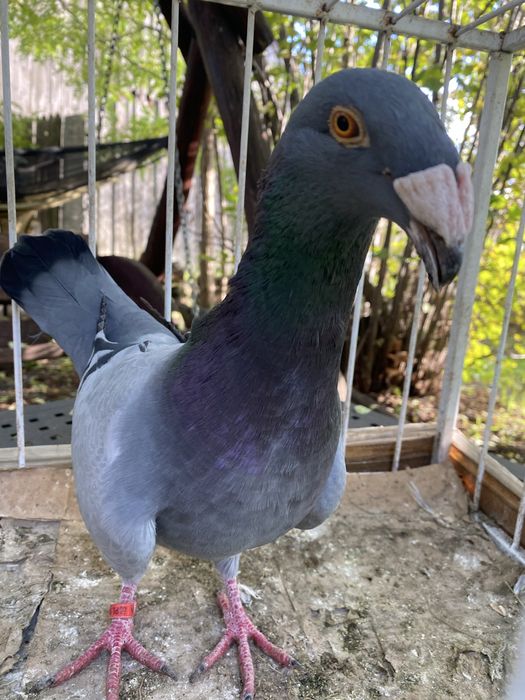 Rzeszowskie gołębie