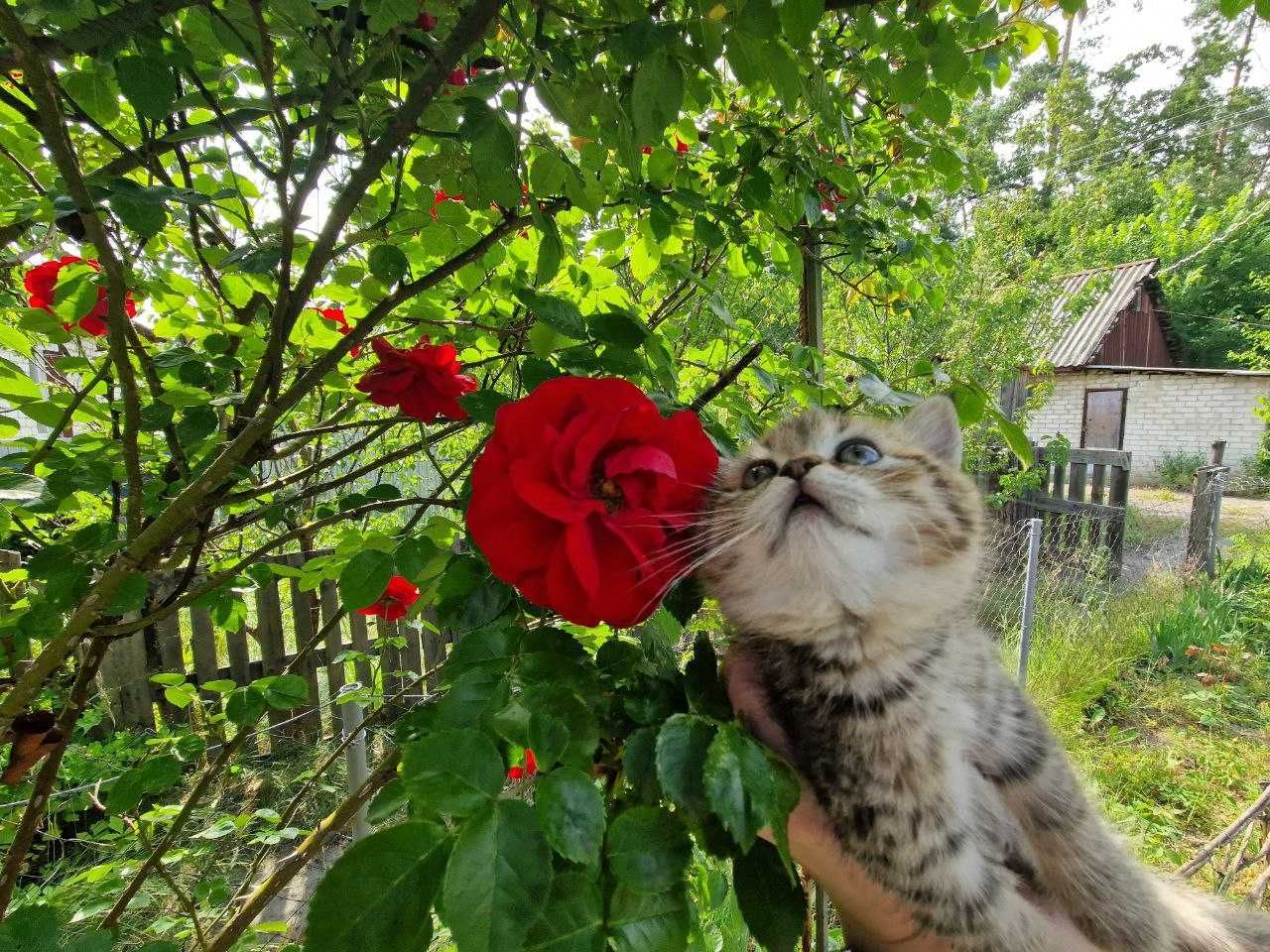 Котик, який наповнить ваше життя радістю!