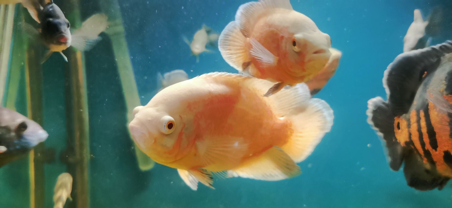 Pielęgnice pawiookie Red Oskar tajger red albino 10 - 16cm.